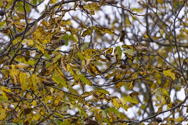 Branches with discoloured leaves