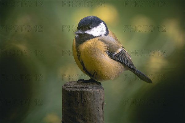 Great tit