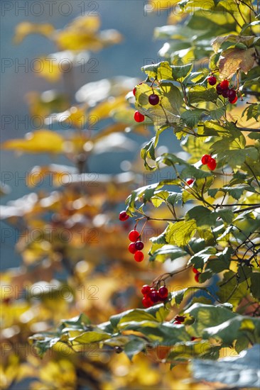 Guelder rose