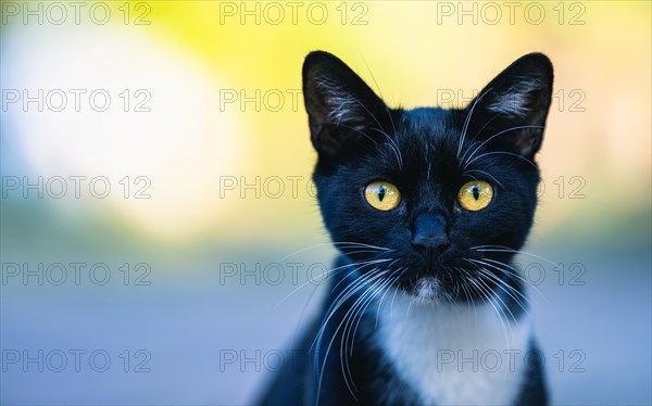 Portrait of a cat with yellow eyes on the street