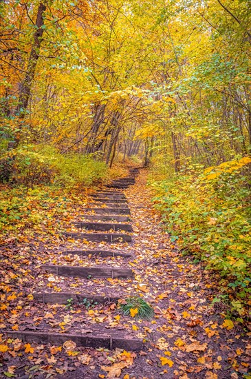 Steps in the forest in autumn