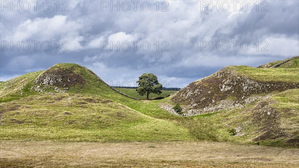 Sycamore Gap