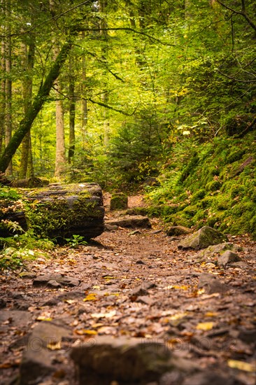 Path through the autumn forest