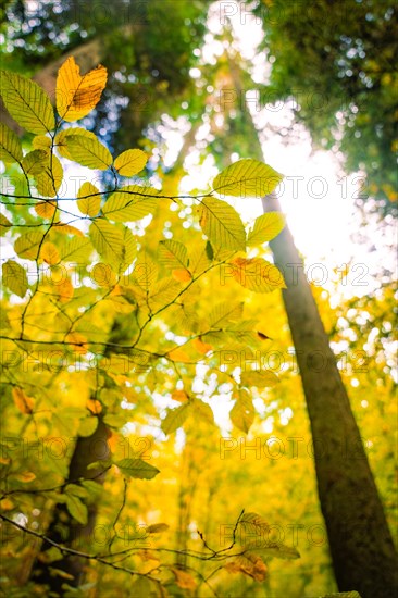 Leaves look up
