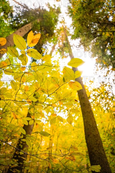 Autumn branches in the sunlight with view upwards