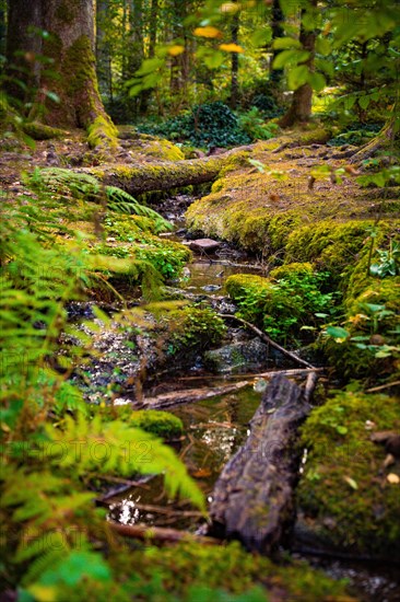 Small stream through the autumn forest