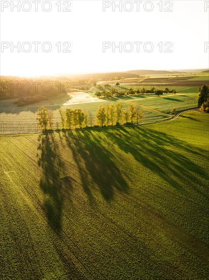 Row of birch trees in the light of the sunrise