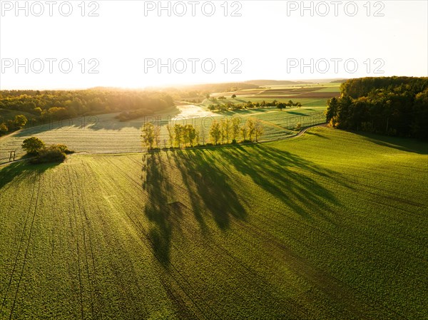 Row of birch trees in the light of the sunrise