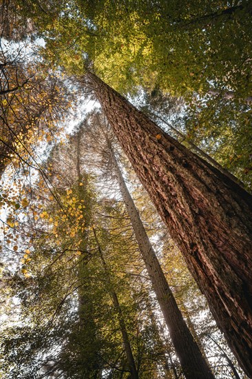 Sequoia in autumn. Langensteinbach