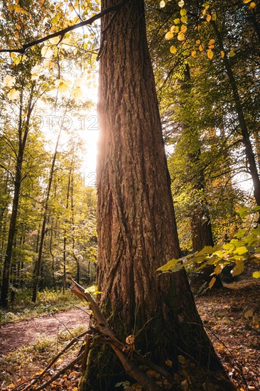 Sequoia in autumn. Langensteinbach