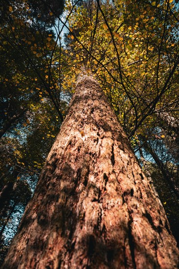 Sequoia in autumn. Langensteinbach