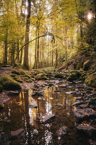 Small stream in autumn forest