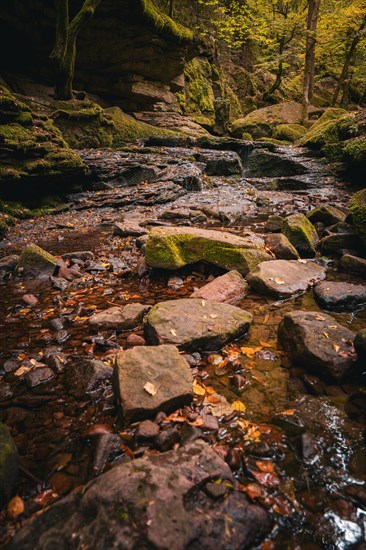 Small stream in autumn forest