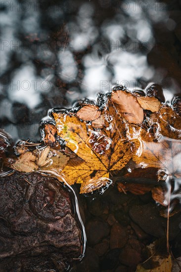 Leaves in a small stream in autumn forest