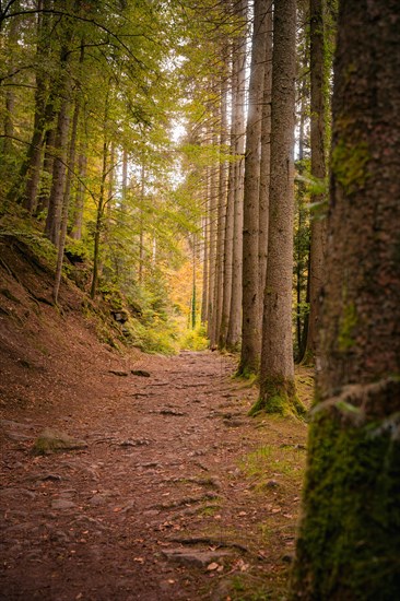 Avenue in autumn forest