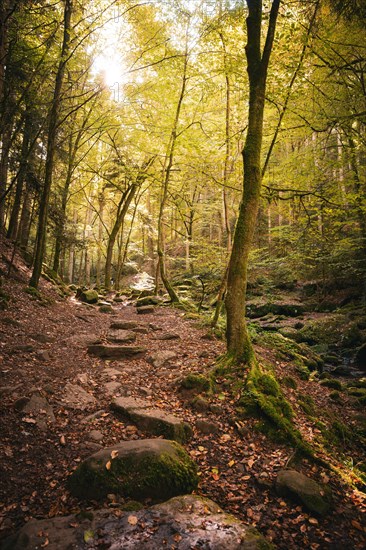 Path along small stream in autumn forest