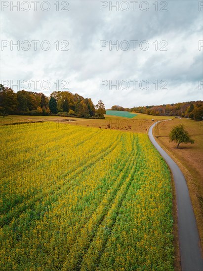 Aerial view of path with rape field and cows