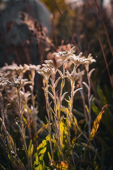 Edelweiss in the sunlight
