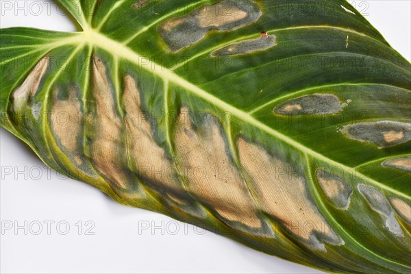 Dark and dried spots caused by sunborn on houseplant leaf of Philodendron plant