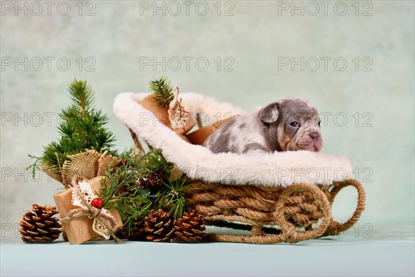 Young French Bulldog dog puppy in Christmas sleigh carriage surrounded by seasonal decoration