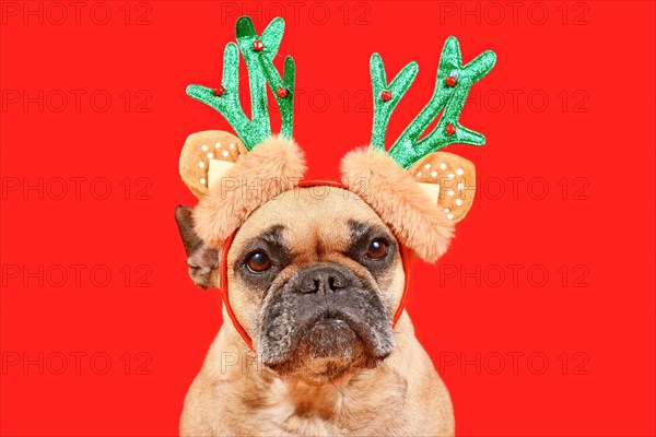 Cute French Bulldog dog with Christmas reindeer antler costume headband on red background