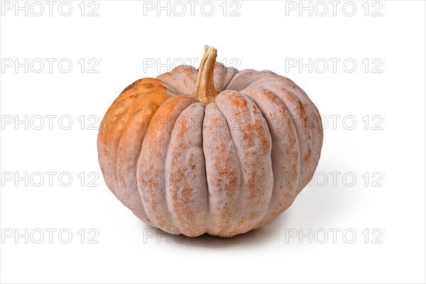 'Black Futsu' pumpkin squash with grey and orange skin on white background