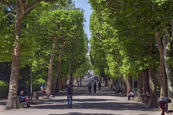 Avenue of plane trees