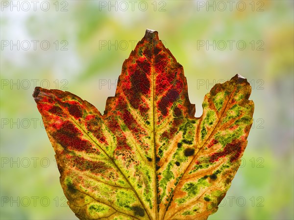 Leaf of a three-pointed maidenhair