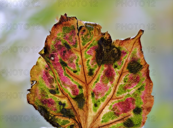 Leaf of a three-pointed maidenhair