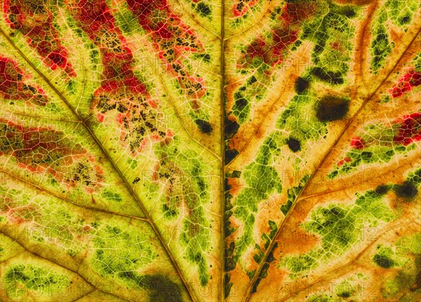 Detail of a leaf of a three-pointed maidenhair