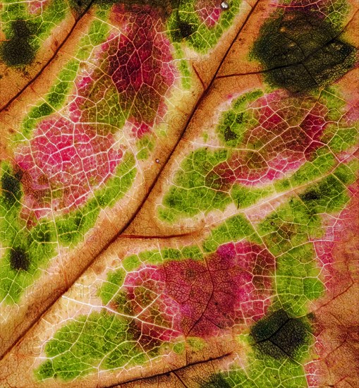 Detail of a leaf of a three-pointed maidenhair