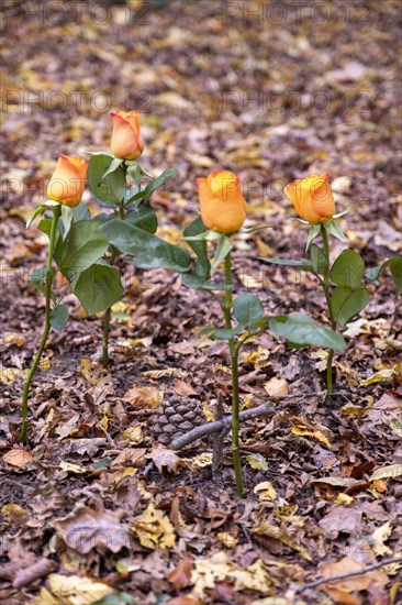 Four roses and a small wooden cross with autumn leaves on a burial tree with the urn of a deceased person buried there in the Seelwald