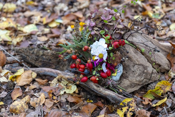 Flowers on autumn leaves in Seelwald