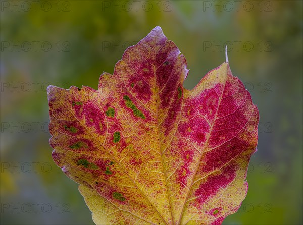 Leaf of a three-pointed maidenhair