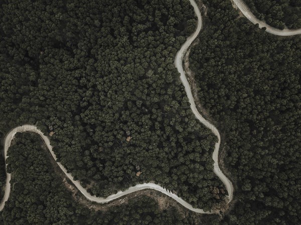 Aerial view winding road green tropical trees