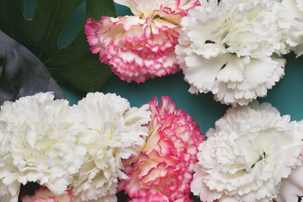 Beautiful white pink carnation flowers
