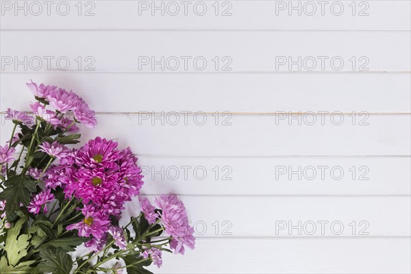 Bright pink daisies bouquet white