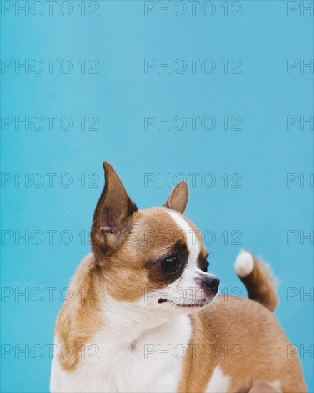 Chihuahua dog with ears up forward