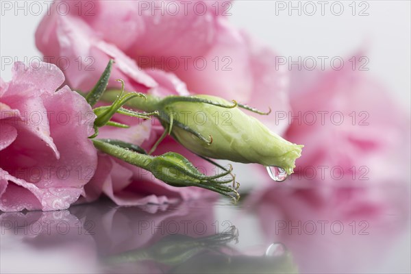 Close up flower bud with blurred background