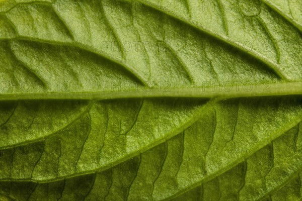 Close up green leaf nerves