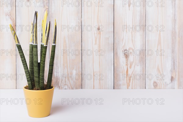 Close up houseplant yellow pot white desk against wooden wall