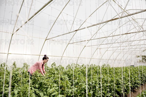 Farmer greenhouse harvesting veggies long shot