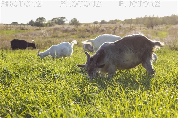 Field with goats eating farm