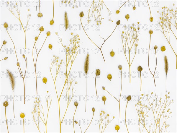 Flat lay group leaves flowers