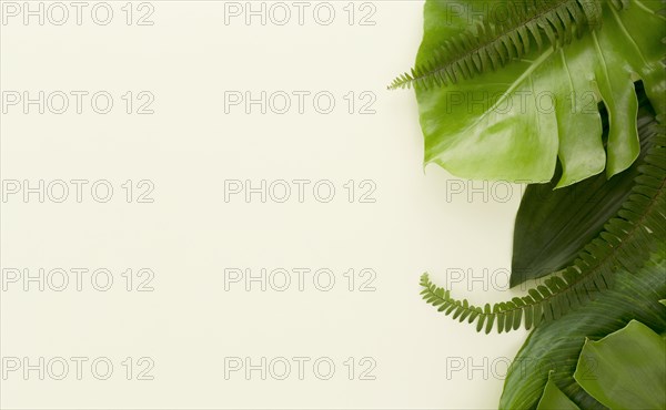 Flat lay lots leaves ferns