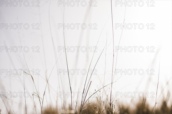 Grass front blurry background