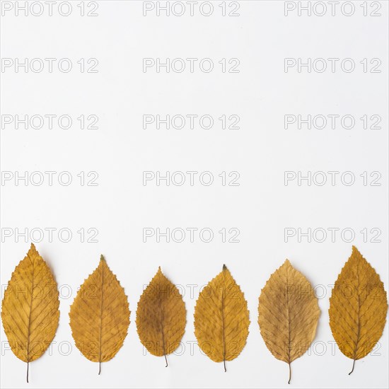 Line autumn leaves