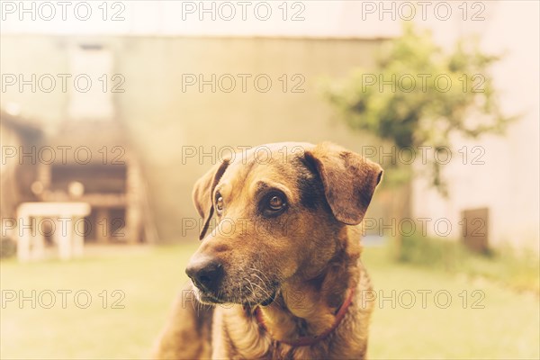 Lovely dog posing garden