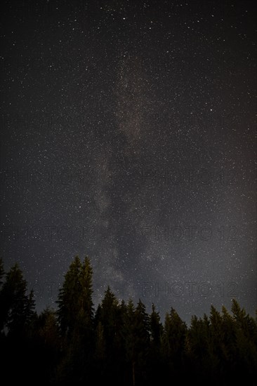 Midnight starry night with forest evergreen trees