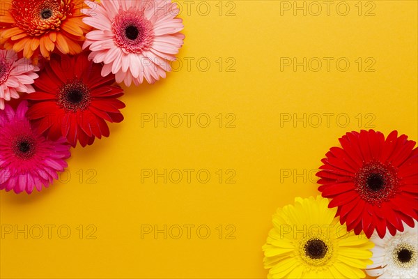 Orange copy space gerbera daisy flowers